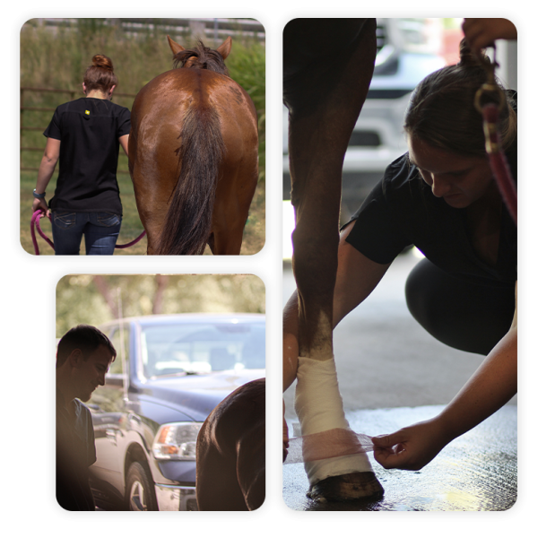 Equine Services Vet in Atchison Atchison Animal Clinic